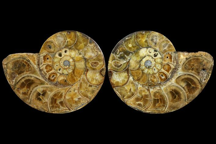 Honey-Orange Ammonite (Argonauticeras) - Befandriana, Madagascar #113121